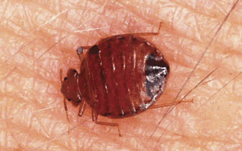 |  AP file photo

This undated handout photo provided by the National Pest Management Association show a bed bug in Gainesville, Fla.