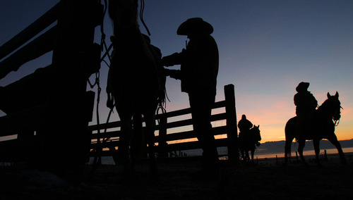 Francisco Kjolseth  |  The Salt Lake Tribune
Horses are readied in the pre-dawn hours as riders from near and far numbering 430 prepare to move a herd of more than 500 bison on Antelope Island during the 26th annual bison roundup on Friday, October 26, 2012.