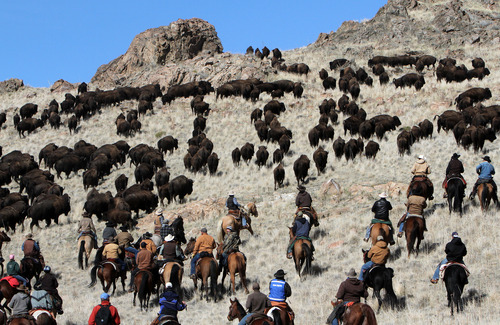 Francisco Kjolseth  |  The Salt Lake Tribune
Riders from near and far numbering 430 move a herd of more than 500 bison from the rocky west side of Antelope Island during the 26th annual bison roundup on Friday, October 26, 2012.