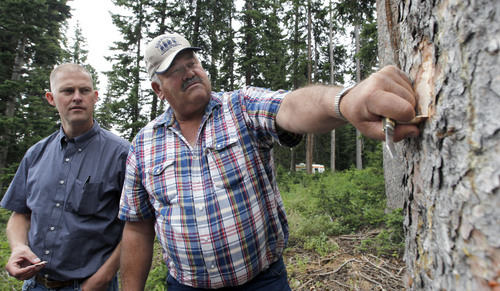 Al Hartmann  |  The Salt Lake Tribune file photo	
John Blazzard, owner of Blazzard Lumber of Kamas, right, peels back a piece of bark on healthy looking Engleman spruce to reveal bark beetles.  Sterling Brown of the Utah Farm Bureau looks on during a tour of the Soapstone Basin area of the Uinta Mountains that showed dead and dying Engleman forests. Blazzard believes that logging and other management could have prevented some of Utah's wildfires.