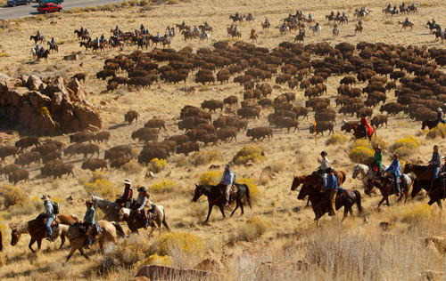 Trent Nelson  |  The Salt Lake Tribune
Riders drive bison at the annual Antelope Island Bison Roundup, Friday October 25, 2013.