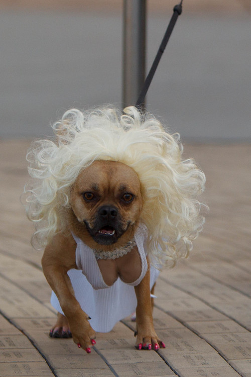 Trent Nelson  |  The Salt Lake Tribune
Marley is Marilyn Monroe at a pet costume contest hosted by radio station Mix 107.9 in Salt Lake City Thursday October 24, 2013.