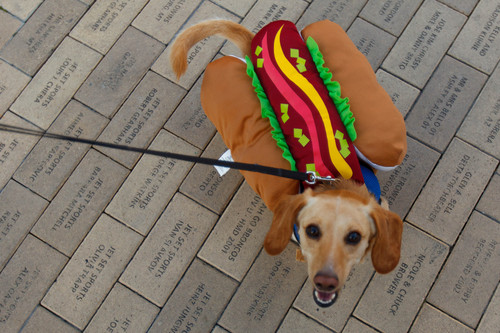 Bruno - Dog Photo Contest