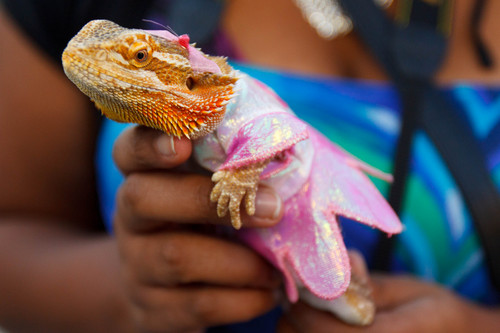 Trent Nelson  |  The Salt Lake Tribune
Ambrosia, a bearded dragon, at a pet costume contest hosted on Thursday by radio station Mix 107.9 in Salt Lake City.