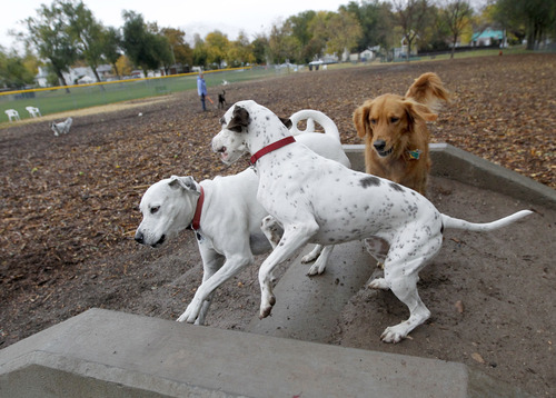 Al Hartmann  |  The Salt Lake Tribune
"Snoopy, left, "Woody" and "Dugan" are regular excercisers at the Herman Franks Dog Park. A new study published in Current Biology says the way a dog's tail is wagging sends important information to other dogs.