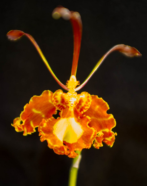 Trent Nelson  |  The Salt Lake Tribune
A wide variety of orchids grown in local homes and greenhouses, like this butterfly orchid, are on display Saturday and Sunday at the Utah Orchid Society's Fall Show at Red Butte Garden, Saturday November 2, 2013.