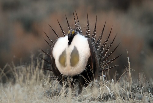 Rick Egan  | Tribune file photo

A male greater sage grouse struts near Green River, Wyo., in March 2012. The Utah BLMthis week  is releasing a draft conservation plan for the West's signature bird species, opening a 90-day public comment period.