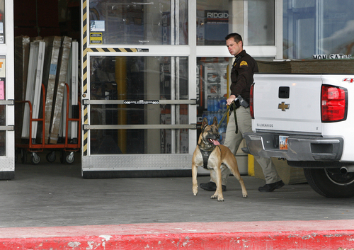 Scott Sommerdorf   |  The Salt Lake Tribune
Search dogs were deployed at the Home Depot at 2100 South and 300 West as police searched the business with dogs and officers for a suspect in multiple car thefts that originated in West Valley City, Wednesday, Nov. 6, 2013.