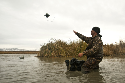 Chris Detrick  |  The Salt Lake Tribune 
Carl Taylor throws out duck decoys while duck hunting with his dog JB in Farmington Bay Tuesday November 23, 2010.