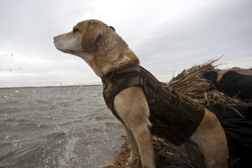 Chris Detrick  |  The Salt Lake Tribune 
Carl Taylor's dog JB looks for ducks while boating in Farmington Bay Tuesday November 23, 2010.