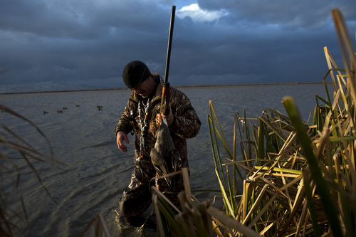 Chris Detrick  |  The Salt Lake Tribune 
Carl Taylor carries the pintail duck he shot back to his boat while duck hunting with his dog JB in Farmington Bay Tuesday November 23, 2010.