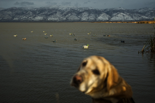 Chris Detrick  |  The Salt Lake Tribune 
Carl Taylor's dog JB waits to retrieve a dead duck while duck hunting in Farmington Bay Tuesday November 23, 2010. Decoy ducks are in the background.