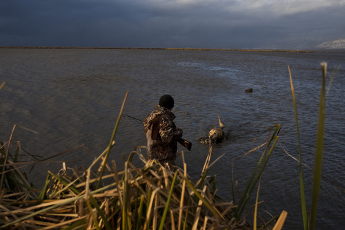 Chris Detrick  |  The Salt Lake Tribune 
Carl Taylor's dog JB retrieves a dead pintail duck while duck hunting in Farmington Bay Tuesday November 23, 2010. Decoy ducks are in the background.