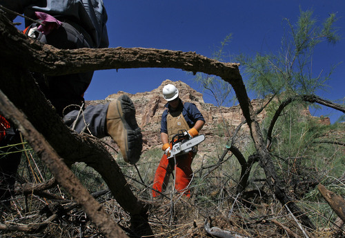 Huntington- Ian Thomas, of Shawney, Kansas, prepares to cut piece of tamarisk  in Buckhorn Draw near Huntington , Utah Friday June 20, 2008 as part of the Order of the Arrow Boy Scouts of America service project in Emery County. Over 500 scouts and volunteers cleared 30,000 acres of tamarisk from the draw. Thomas is part of the instructor corps for the Boy Scouts of America. Steve Griffin/The Salt Lake Tribune 6/20/08