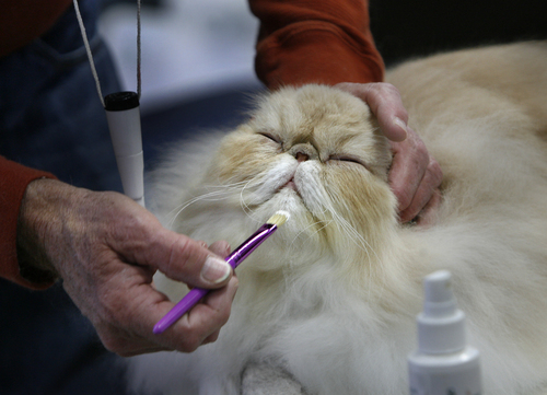 Scott Sommerdorf   |  The Salt Lake Tribune
Jack Nichols gives his long-haired Persian cat named "GoTeeKatz Reddy To Play" a last minute touch-up prior to it being judged at the Utah Annual CFA Cat Show held at the Utah State Fairpark, Sunday, November 10, 2013.