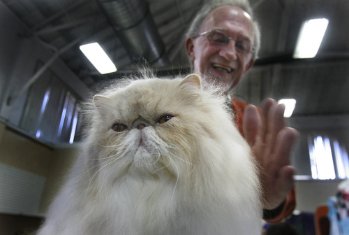 Scott Sommerdorf   |  The Salt Lake Tribune
Jack Nichols of Omaha fluffs up his long-haired Persian cat named "GoTeeKatz Reddy To Play" prior to judging at the Utah Annual CFA Cat Show held at the Utah State Fairpark, Sunday, November 10, 2013.