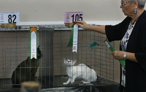 Scott Sommerdorf   |  The Salt Lake Tribune
Judge Becky Orlando awards ribbons after judging a "finals ring" of cats at the Utah Annual CFA Cat Show held at the Utah State Fairpark, Sunday, November 10, 2013.