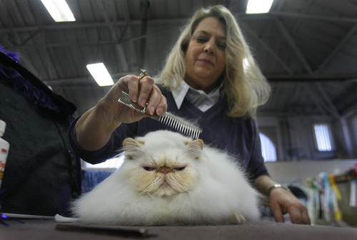 Scott Sommerdorf   |  The Salt Lake Tribune
Patti Toft of Sterling, Colorado, combs her Flame Point Himalayan cat "Andre" prior to his judging at the Utah Annual CFA Cat Show held at the Utah State Fairpark, Sunday, November 10, 2013.