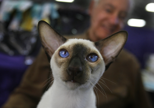 Scott Sommerdorf   |  The Salt Lake Tribune
David Freels from Sacramento holds his Siamese cat "iTunes" while waiting for it to be judged at the Utah Annual CFA Cat Show held at the Utah State Fairpark, Sunday, November 10, 2013.