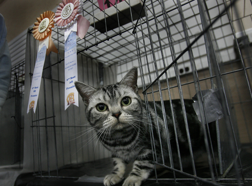 Scott Sommerdorf   |  The Salt Lake Tribune
Taylorsville resident Bobbi Irie's American Shorthair cat "Savannah" peeks out of its cage after having won ribbons at the Utah Annual CFA Cat Show held at the Utah State Fairpark, Sunday, November 10, 2013.