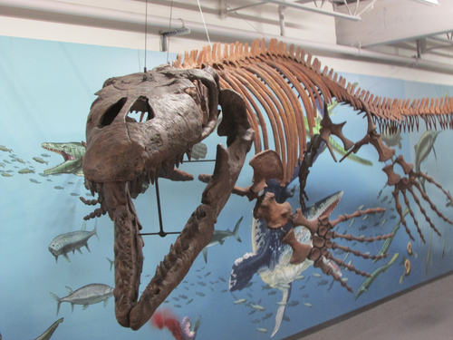 Tom Wharton | The Salt Lake Tribune
Prehistoric fish on display inside the John Wesley Powell Museum in Green River.