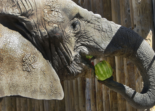 Scott Sommerdorf   |  The Salt Lake Tribune
Dari, the oldest elephant at Hogle Zoo, eats a watermelon like it was a grape, Thursday, June 20, 2013.
