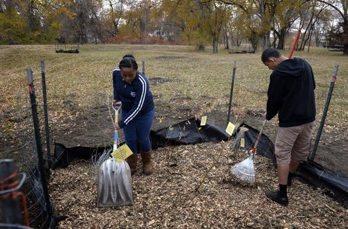 Rick Egan  | The Salt Lake Tribune 

Lesiela Pulu and Robert Beralta work in a wildlife patch that their class from West High has been working on, near the Jordan River , Friday, November 15, 2013. A group of about 60 West high students are working on the environmental education project funded by the EPA's Urban Waters program.