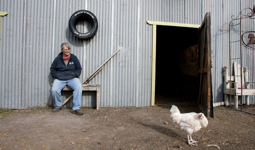 Steve Griffin  |  The Salt Lake Tribune


Julie Clifford sits outside on the the barns at her Clifford Family Farms in Orem, Utah Thursday, November 7, 2013.