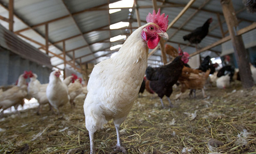 Steve Griffin  |  The Salt Lake Tribune


Chickens at Clifford Family Farms in Orem, Utah Thursday