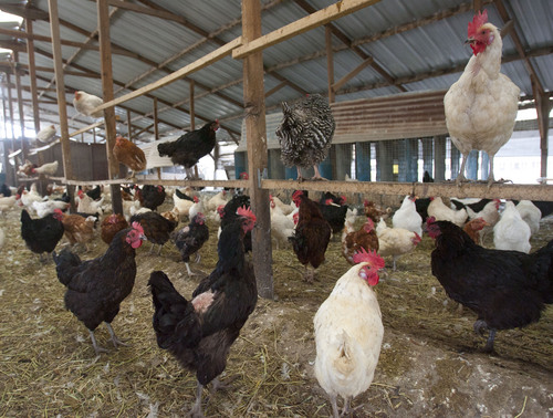 Steve Griffin  |  The Salt Lake Tribune


Chickens at Clifford Family Farms in Orem, Utah Thursday, November 7, 2013.