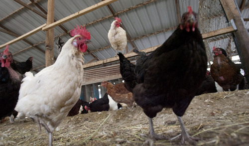 Steve Griffin  |  The Salt Lake Tribune


Chickens at Clifford Family Farms in Orem, Utah Thursday, November 7, 2013.