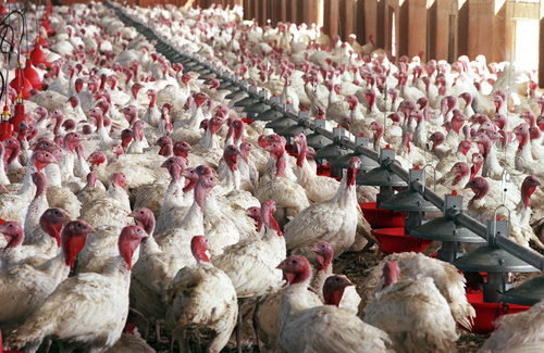 |  Tribune file photo

Butterball says it doesn't know why some of its turkeys failed to fatten up this year.