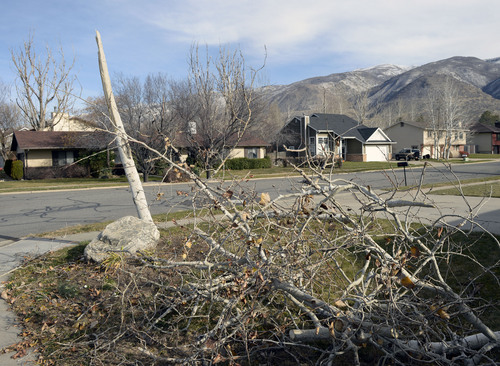 Al Hartmann  |  The Salt Lake Tribune
Thursday's high winds snapped this tree in Centerville near the I-15 frontage road.