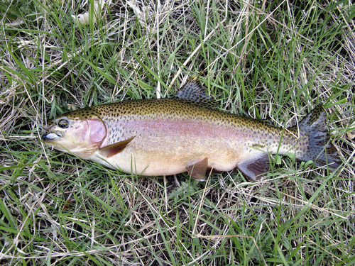 Brett Prettyman | The Salt Lake Tribune
A rainbow trout caught in Jones Hole Creek.