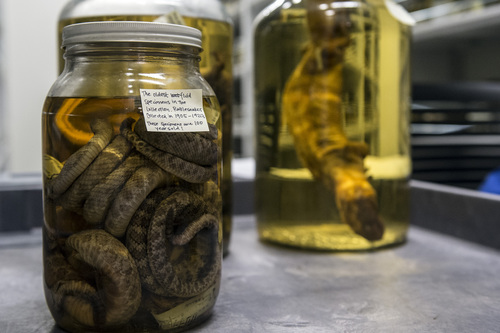 Chris Detrick  |  The Salt Lake Tribune
A jar of rattlesnakes from 1905-1920 on display during the annual Behind the Scenes event at the Natural History Museum of Utah Saturday November 23, 2013.