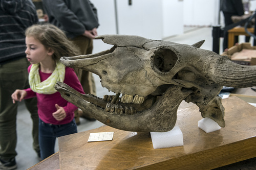 Chris Detrick  |  The Salt Lake Tribune
The skull of a bison on display during the annual Behind the Scenes event at the Natural History Museum of Utah Saturday November 23, 2013.