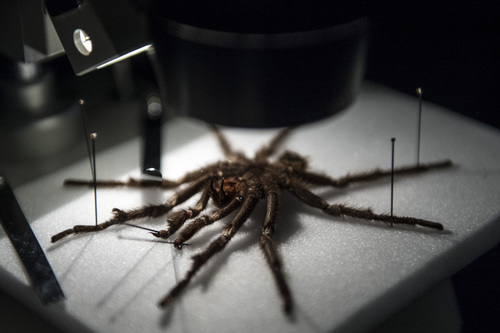 Chris Detrick  |  The Salt Lake Tribune
A tarantula on display under a microscope during the annual Behind the Scenes event at the Natural History Museum of Utah Saturday November 23, 2013.
