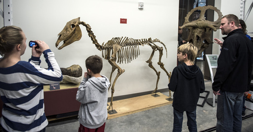 Chris Detrick  |  The Salt Lake Tribune
Visitors looks at the skeleton of a Hagerman horse and the skull of a Nasutoceratops titusi during the annual Behind the Scenes event at the Natural History Museum of Utah Saturday November 23, 2013.