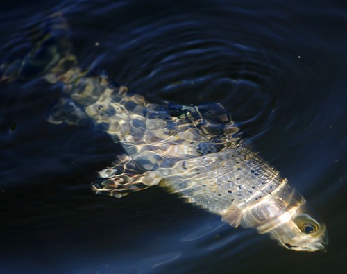 Uinta Mountains -  A grayling breaks the surface of the water after being caught on a fly by DWR aquatic biologist Matt McKell, on the Hayden Fork river in the Uinta Mountains Monday Jul 20, 2009.  Steve Griffin/The Salt Lake Tribune 7/20/09