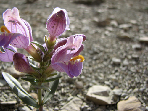 Kevin McGown  |  Courtesy of U.S. Forest Service
The U.S. Fish and Wildlife Service wants to protect Graham's beardtongue, a rare desert flower that grows only near Uinta Basin's oil shale outcrops. Utah officials and industry representatives fear listing this plant and White River beardtongue will prevent development of Utah's vast oil shale resources.