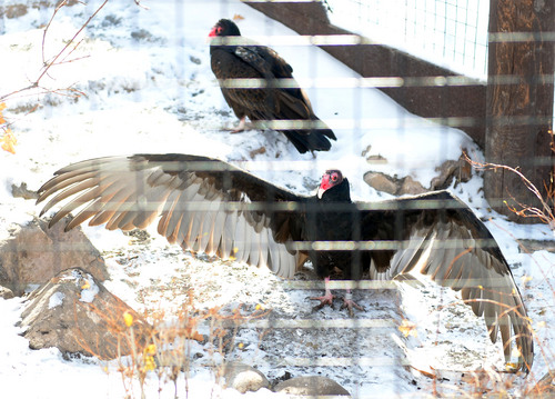 Steve Griffin  |  The Salt Lake Tribune
A Turkey Vulture spreads its wings in the new Turkey Vultures and Hawks exhibit at Tracy Aviary in Salt Lake City, Utah Friday, December 6, 2013.