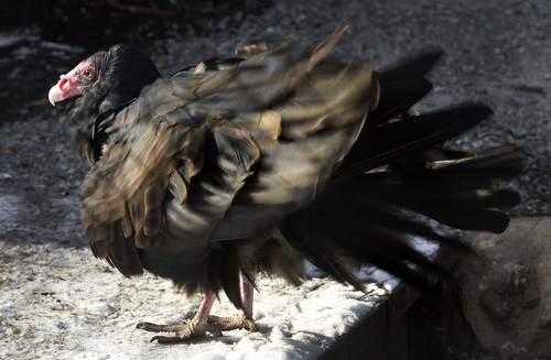 Steve Griffin  |  The Salt Lake Tribune


 A Turkey Vulture fluffs its feathers in the new Turkey Vultures and Hawks exhibit at Tracy Aviary in Salt Lake City, Utah Friday, December 6, 2013.