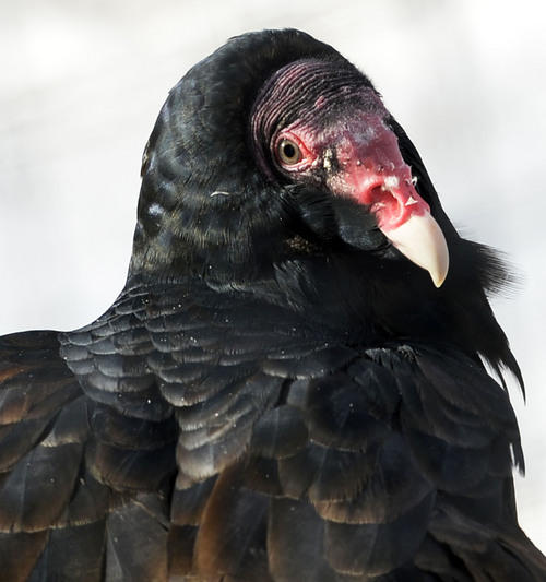 Steve Griffin  |  The Salt Lake Tribune


 A Turkey Vulture in the new Turkey Vultures and Hawks exhibit at Tracy Aviary in Salt Lake City, Utah Friday, December 6, 2013.