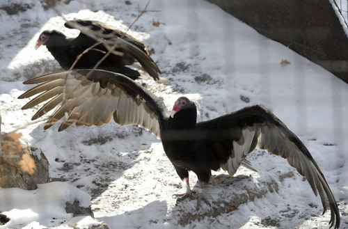 Steve Griffin  |  The Salt Lake Tribune


 A Turkey Vulture spreads its wings in the new Turkey Vultures and Hawks exhibit at Tracy Aviary in Salt Lake City, Utah Friday, December 6, 2013.