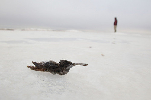 Francisco Kjolseth  |  The Salt Lake Tribune
Frozen in time or in this case preserved by salt, a hummingbird becomes part of the landscape near the Spiral Jetty earth works on the North edge of the Great Salt Lake that was created by artist Robert Smithson in 1970 as seen on Wednesday, Nov. 20, 2013. The 1,500 ft long spiral that is 15 ft wide has been below water many times since its creation in an ever changing landscape.