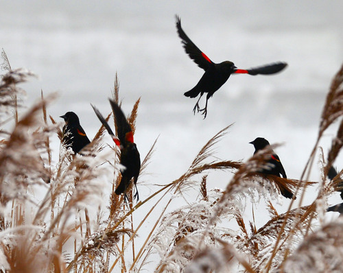 Steve Griffin  |  The Salt Lake Tribune


Red-winged Blackbirds cling to the tops of frost covered reeds on Warm Springs Road and 1200 North in Salt Lake City, Utah Wednesday, December 18, 2013.