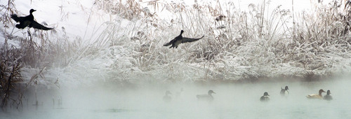 Steve Griffin  |  The Salt Lake Tribune


Ducks can be seen through the steam that rises from a warm spring on Warm Springs Road and 1200 North in Salt Lake City, Utah Wednesday, December 18, 2013.  The pond at 700 west and 1200 north was steaming due to the cold temperatures in the valley.