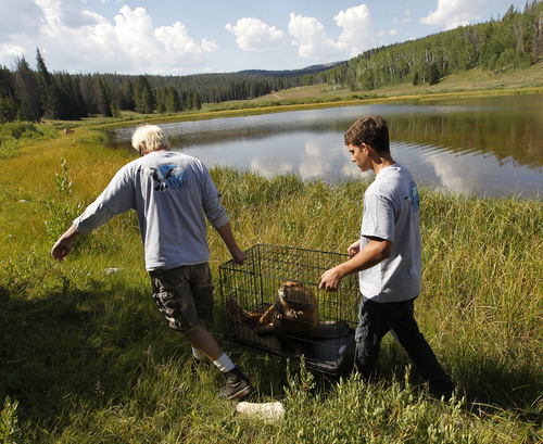 Al Hartmann  |  The Salt Lake Tribune
Volunteers from Wildlife Rehabilitation Center of Northern Utah carry one of five Willard Bay Beavers brought back to health to it's new home in the Uinta Mountains Tuesday August 13.