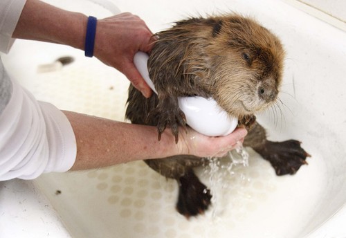 Leah Hogsten  |  The Salt Lake Tribune
Beaver #3 gets one of its three baths of the day April 4, 2013. The three that were initially brought to the rehab center are improving in their digestive and respiratory systems.
Chevron has provided a check of $25,000 to help the Wildlife Rehabilitation Center of Northern Utah make up what it expected to make at a fundraiser that had to be cancelled due to the around-the-clock care of the beavers in the Willard Bay diesel spill.