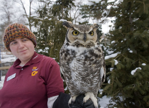 Al Hartmann  |  The Salt Lake Tribune 
The Tracy Aviary has planted scores of trees as part of its new exhibit "owl forest." Senior trainer Stephanie Ashley introduces one of the aviary's Great Horned Owls to the new stands of trees.